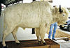 Rhino shoulder mount, raccoon mount and others. Check out list below-white-bison-full..mounted.jpg