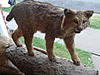 taxidery items 4 sale bobcat, bear,fish&amp; more-showimage3tj6y0b3.jpg