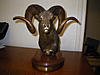 F/S Limited Edition of the Four N. American Wild Sheep Bronze Set-imgp0034.jpg