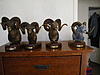 F/S Limited Edition of the Four N. American Wild Sheep Bronze Set-all-4-together.jpg