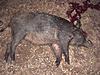 My Hog Hunt-cimg4250.jpg