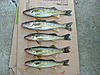 PA Walleye-dscf1798.jpg