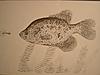 Crappie Drawings Pictures-dscn7795.jpg