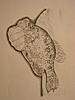 Crappie Drawings Pictures-dscn7802.jpg