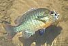 Fished a small creek today....-redbreasted-sunfish.jpg
