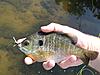 Fished a small creek today....-bream.jpg
