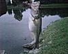 I been doin some fishing-img00484.jpg