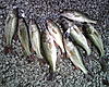 I been doin some fishing-img00474.jpg