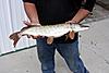 Northern Pike-northern-pike.jpg