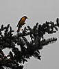 Here's an American Kestral..[-;-bird.jpg