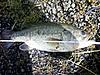 2013 Fish Picture Gallery-idaho-bass.jpg