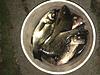 I have been doing a little fishing.-51a4c9dd-967e-40a5-be48-82756b8bb409.jpeg