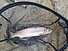 Sunday afternoon rainbow trout fishing-resized_20221218_163327.jpeg