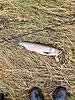 Trout fishing at Lake Waikeremoana and Tuai hydro channel.-resized_20230415_110552_44554655188245.jpg