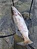 Winter trout spinfishing-resized_20230702_150931.jpeg