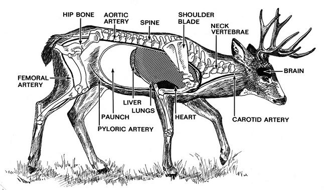 Name:  deeranatomy.jpg
Views: 25
Size:  59.3 KB