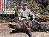 Lets see some of your Hogs-Exotic pics-atsa00010.jpg