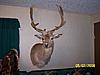 Lets see some of your Hogs-Exotic pics-tulsa-county-014.jpg