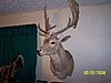 Lets see some of your Hogs-Exotic pics-tulsa-county-015.jpg