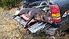 big sow-big-sow-009.jpg