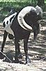 Something Neat-goat.jpg