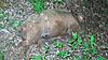 river sow-100_0231.jpg