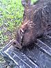 oklahoma boars-06-01-11_0714.jpg