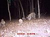 okla hogs-woodrows4.jpg