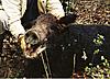Lets see some of your Hogs-Exotic pics-scan0022.jpg