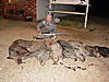 Lets see some of your Hogs-Exotic pics-dsc04400.jpg