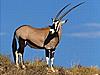 New Mexico Oryx Hunt-oryx.jpg