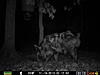Few hog pics-56.jpg