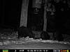 Few hog pics-73.jpg