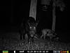 Few hog pics-prms0182.jpg