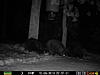Few hog pics-prms0644.jpg