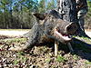 new to hog hunting help please-hog-2013.jpg