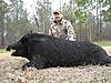 Lets see some of your Hogs-Exotic pics-monster-boar-003.jpg