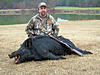 Pics of HOGS!!-boar14.jpg