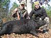 Pics of HOGS!!-hog10.jpg