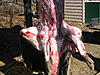 .243 for hogs-img_6601.jpg