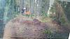 Big Boar Patterns-part_1431799588953.jpeg