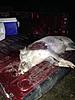 Hog down-image.jpg
