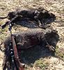2 more hogs-image.jpg