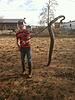 Anyone else doing any snake hunting?-12631547_512009392303454_1616426560056164840_n.jpg