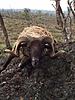 Big Island freezer filler - shots of sheep-feral-ram-3.jpg