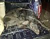 More hogs-32eb9798-8dc0-46d5-88c8-d5abdc91de4f.jpeg