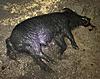 More hogs-8e0cce47-db4d-43fe-8072-8ba96379f8f5.jpeg