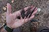 Wild boar hair?-hair-unknown.jpg