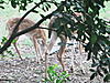 First Axis we have seen on lease-spotted-fawn-08oct09.jpg