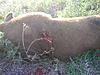 Lets see some of your Hogs-Exotic pics-p4180004.jpg